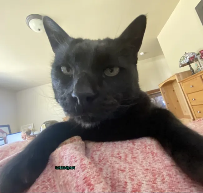Kedi fotoğrafı #3151