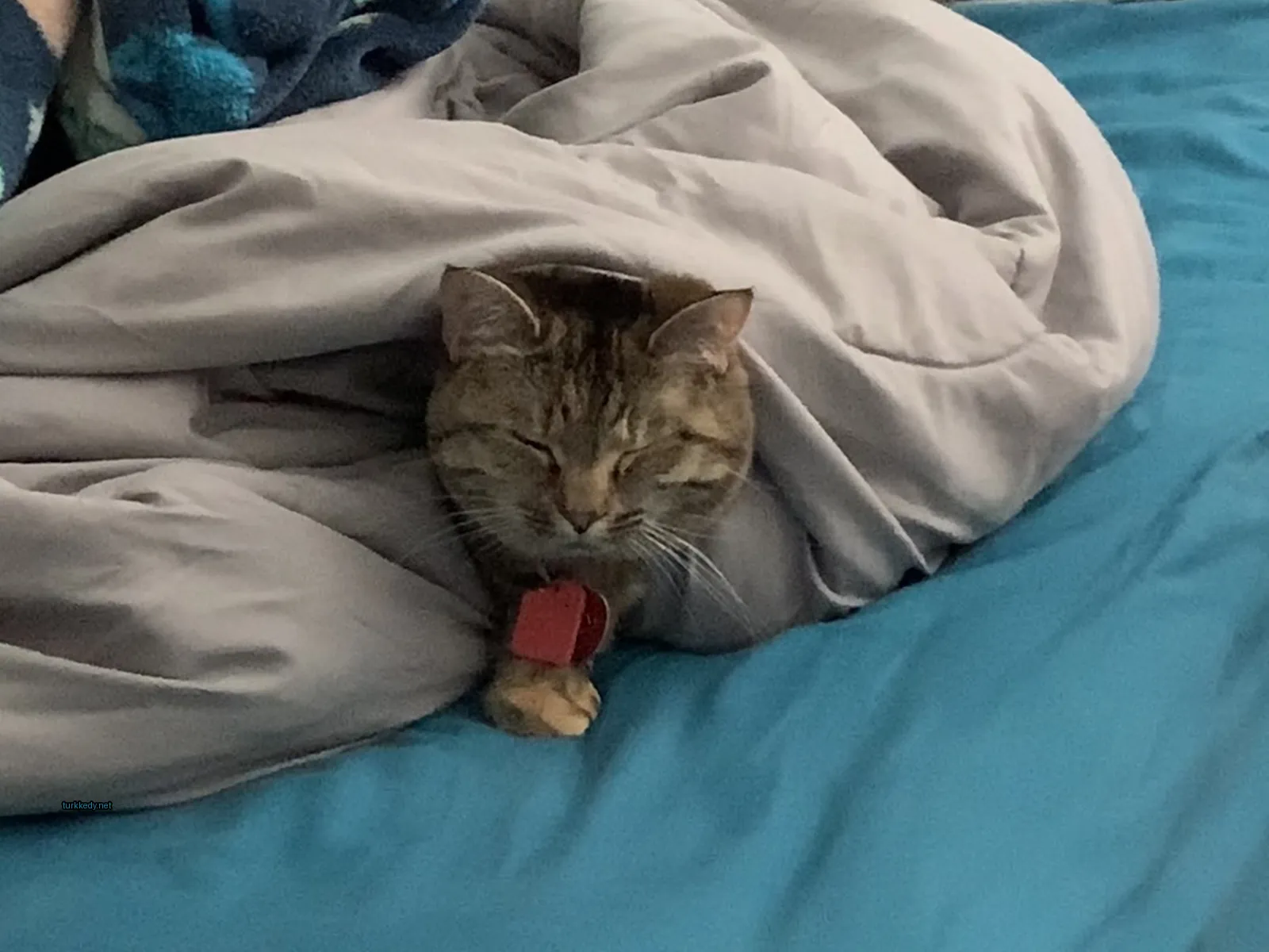 Kedi #3154