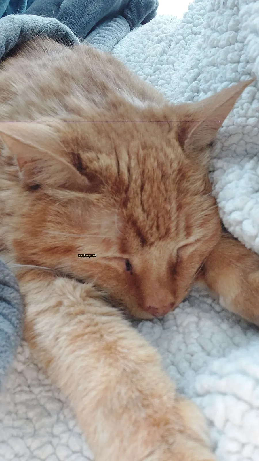 Kedi #3156