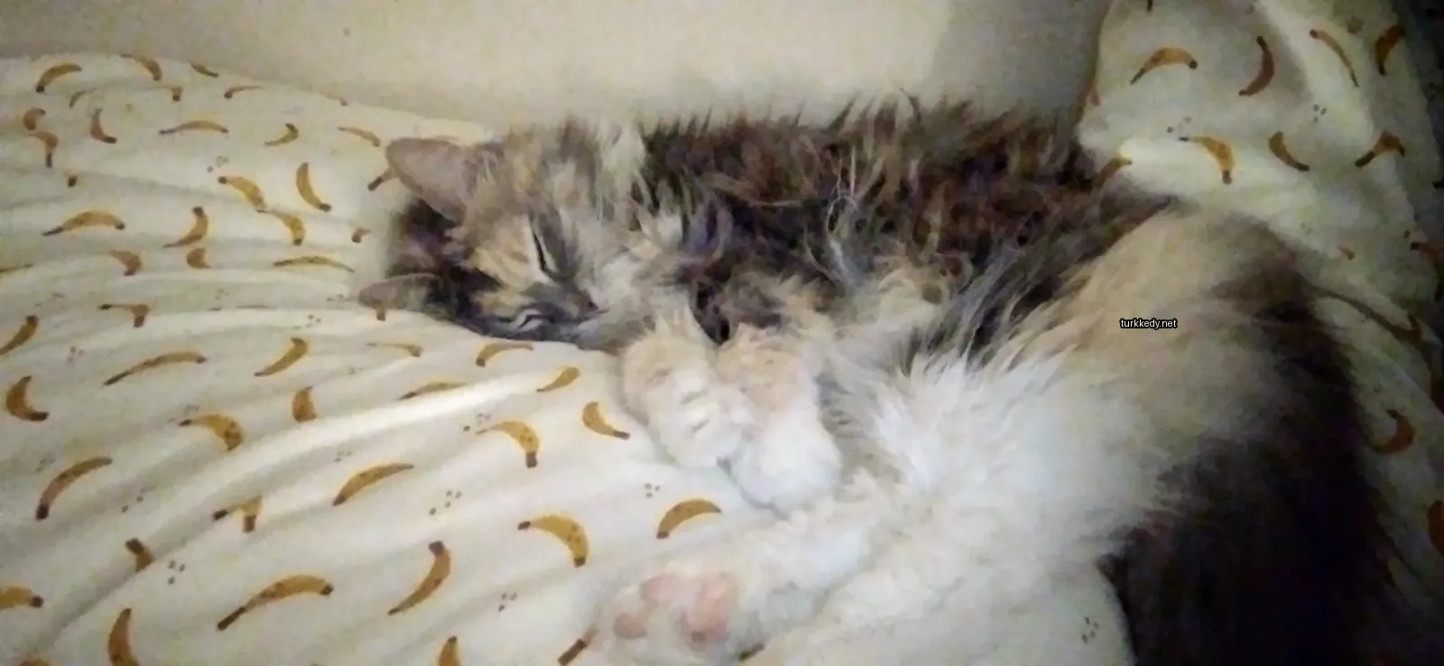 Kedi #3157