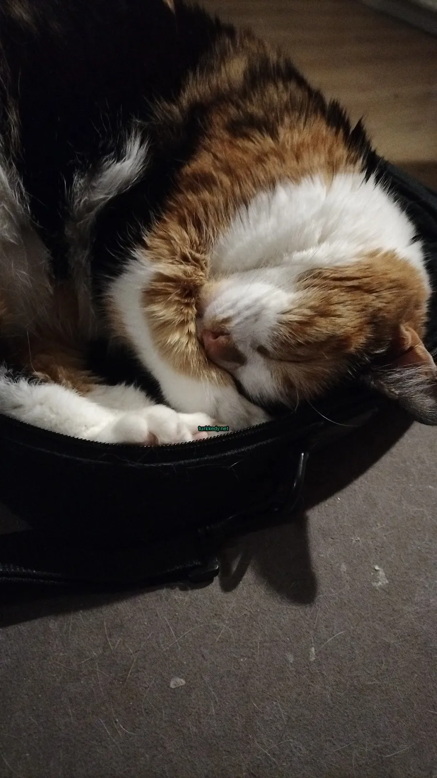 Kedi #3158