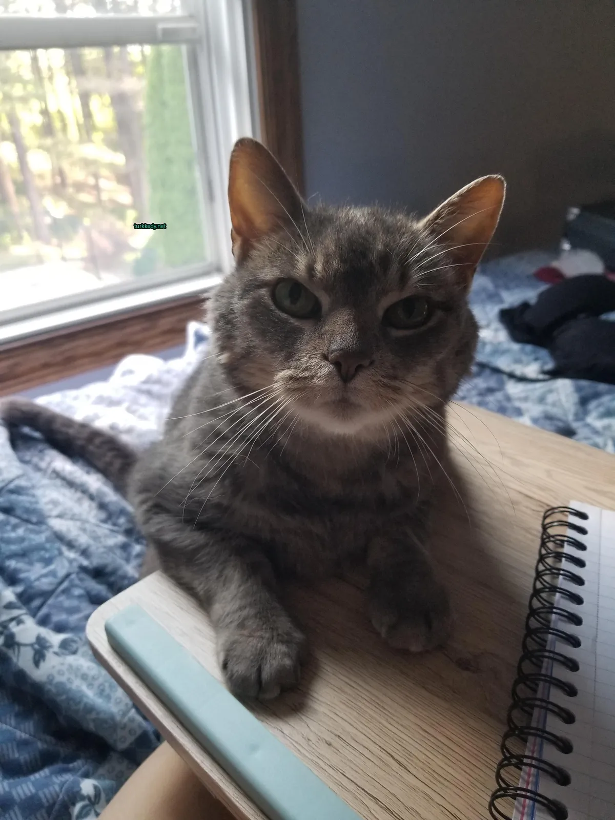 Kedi #3161