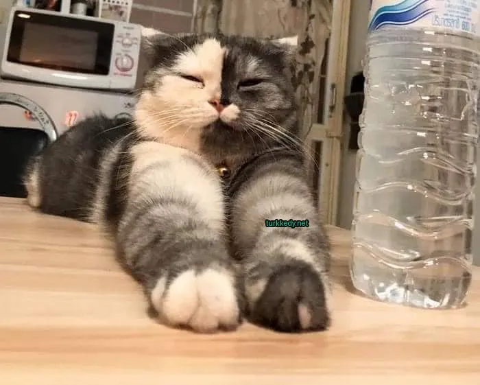 Kedi #3159
