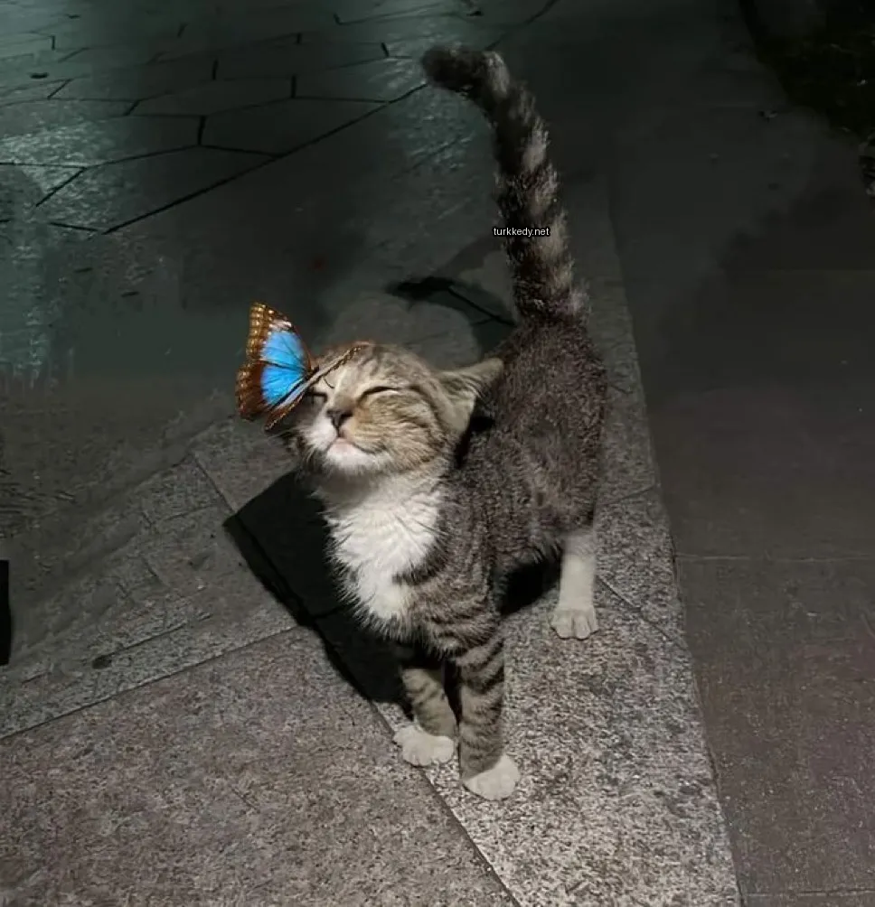 Kedi #3162