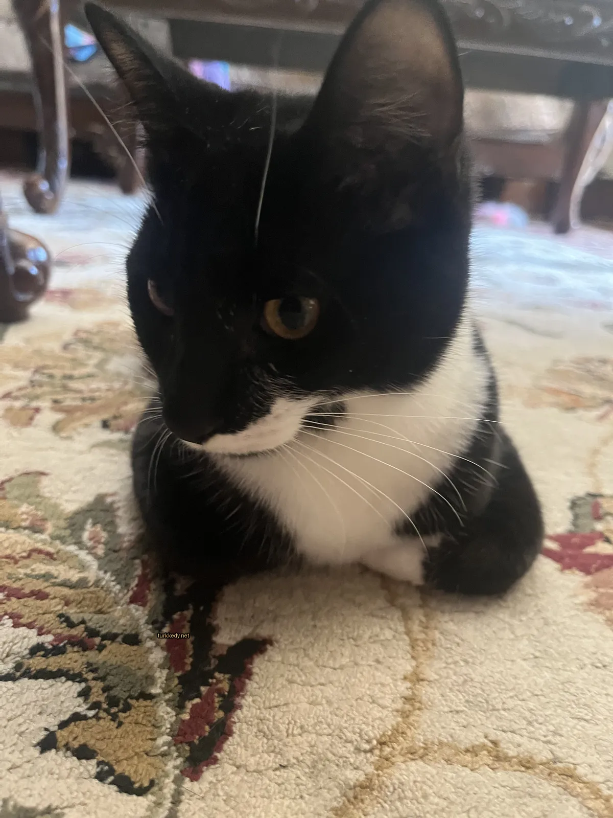 Kedi #3164