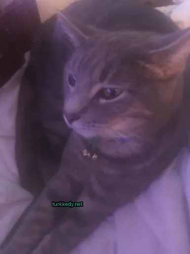 Kedi #3165