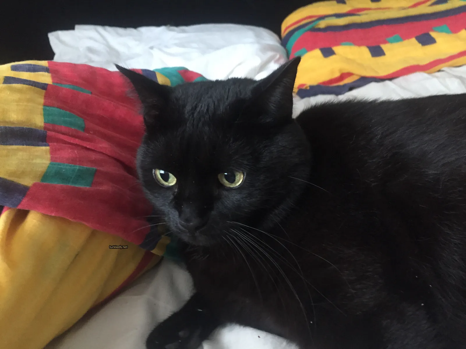 Kedi fotoğrafı #3166