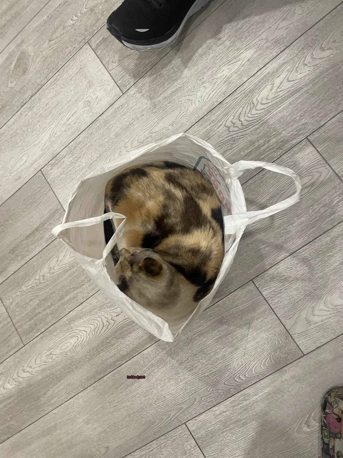 Kedi #3167