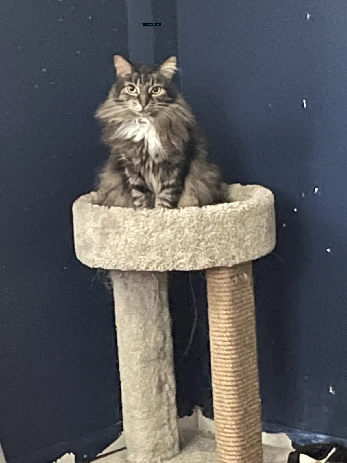 Kedi #3168