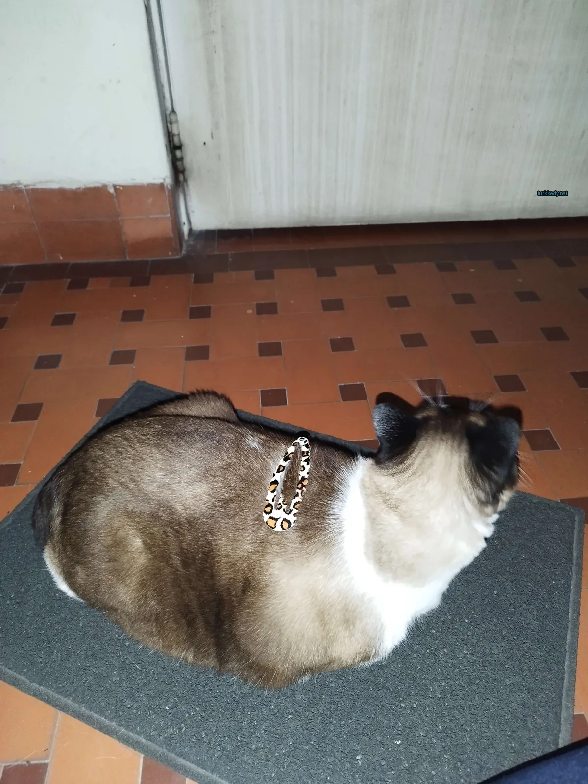 Kedi #3170