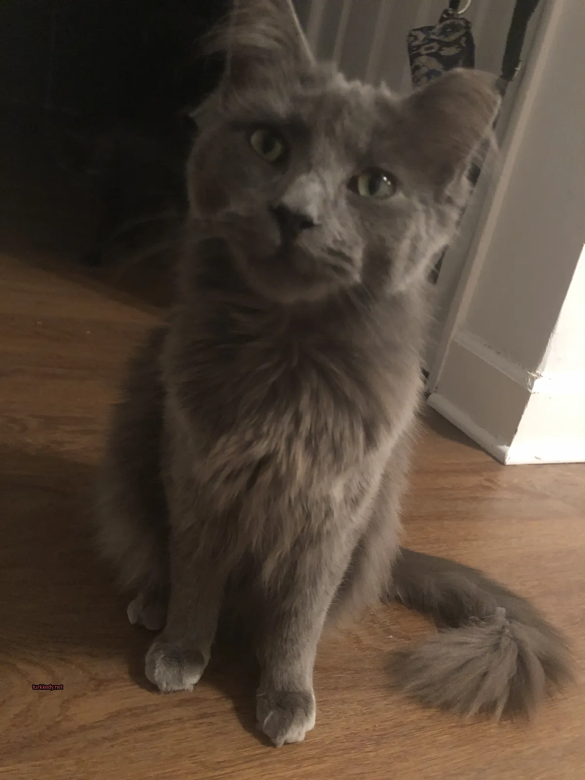 Kedi #3169