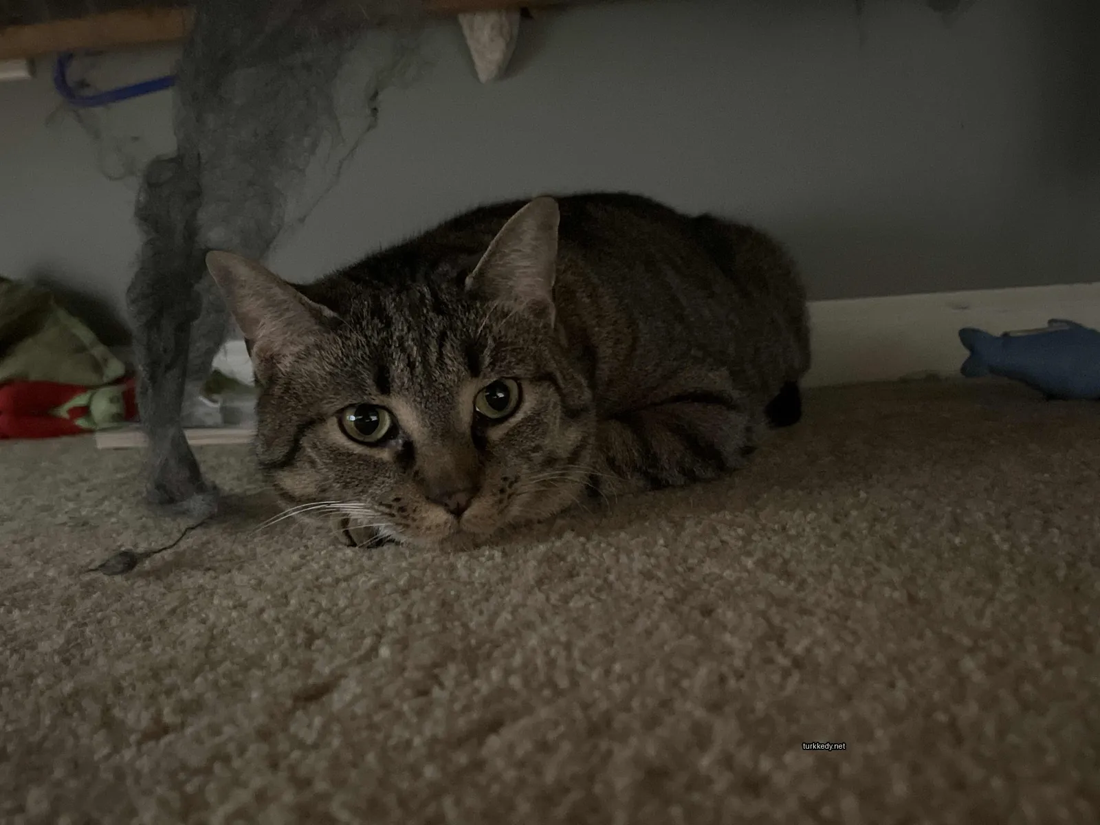 Kedi #3171