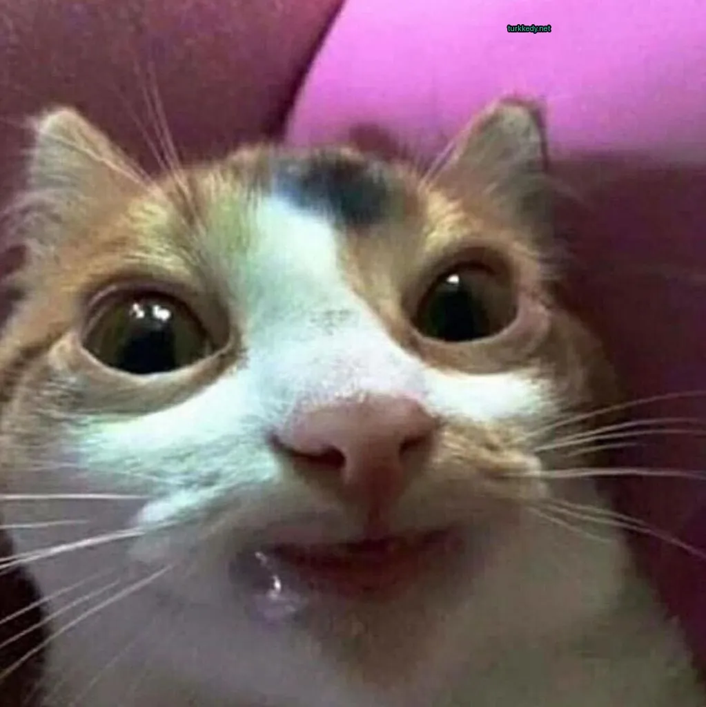 Kedi #3172