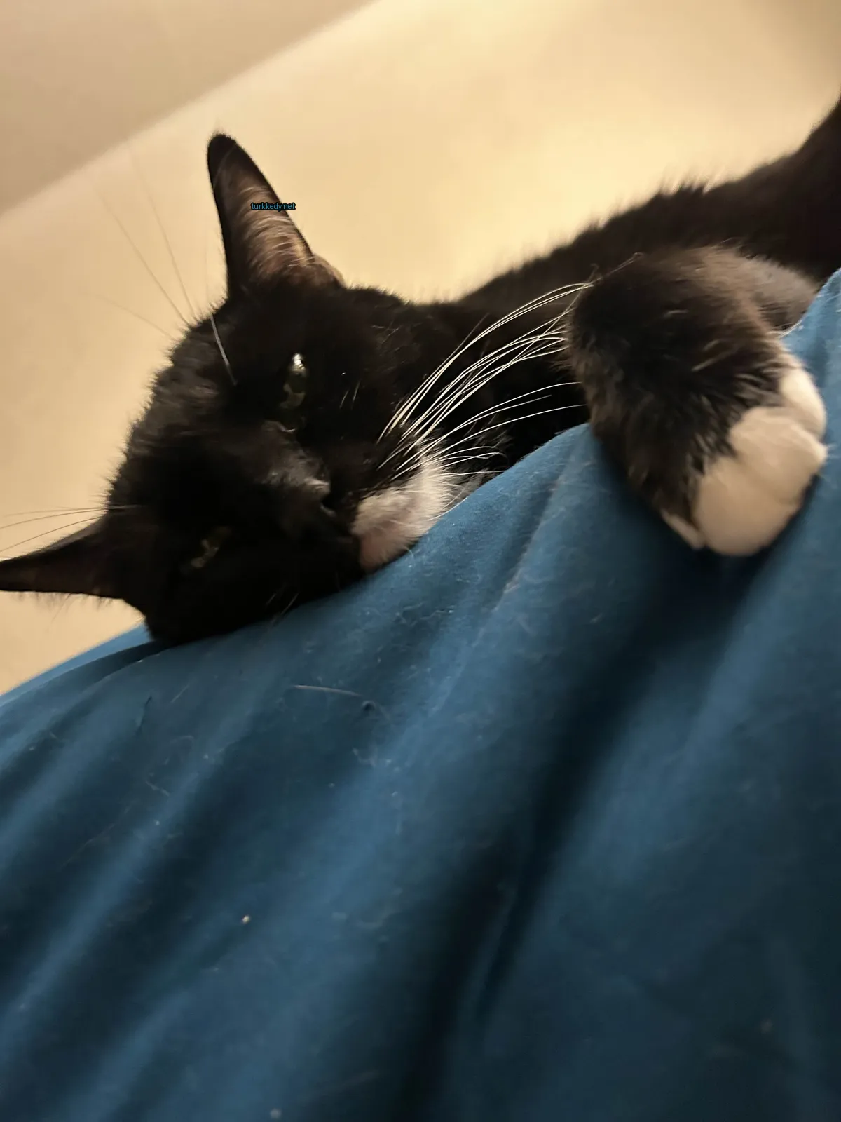 Kedi #3173