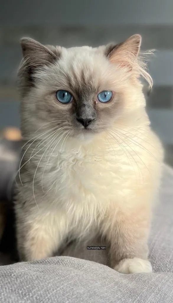 Kedi fotoğrafı #3175