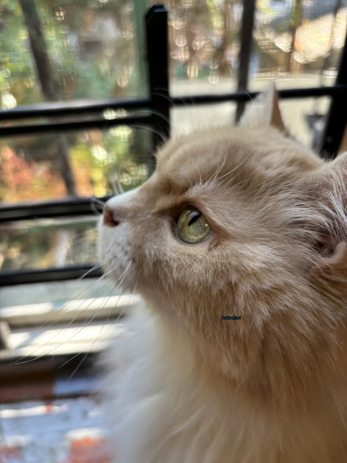 Kedi #3174