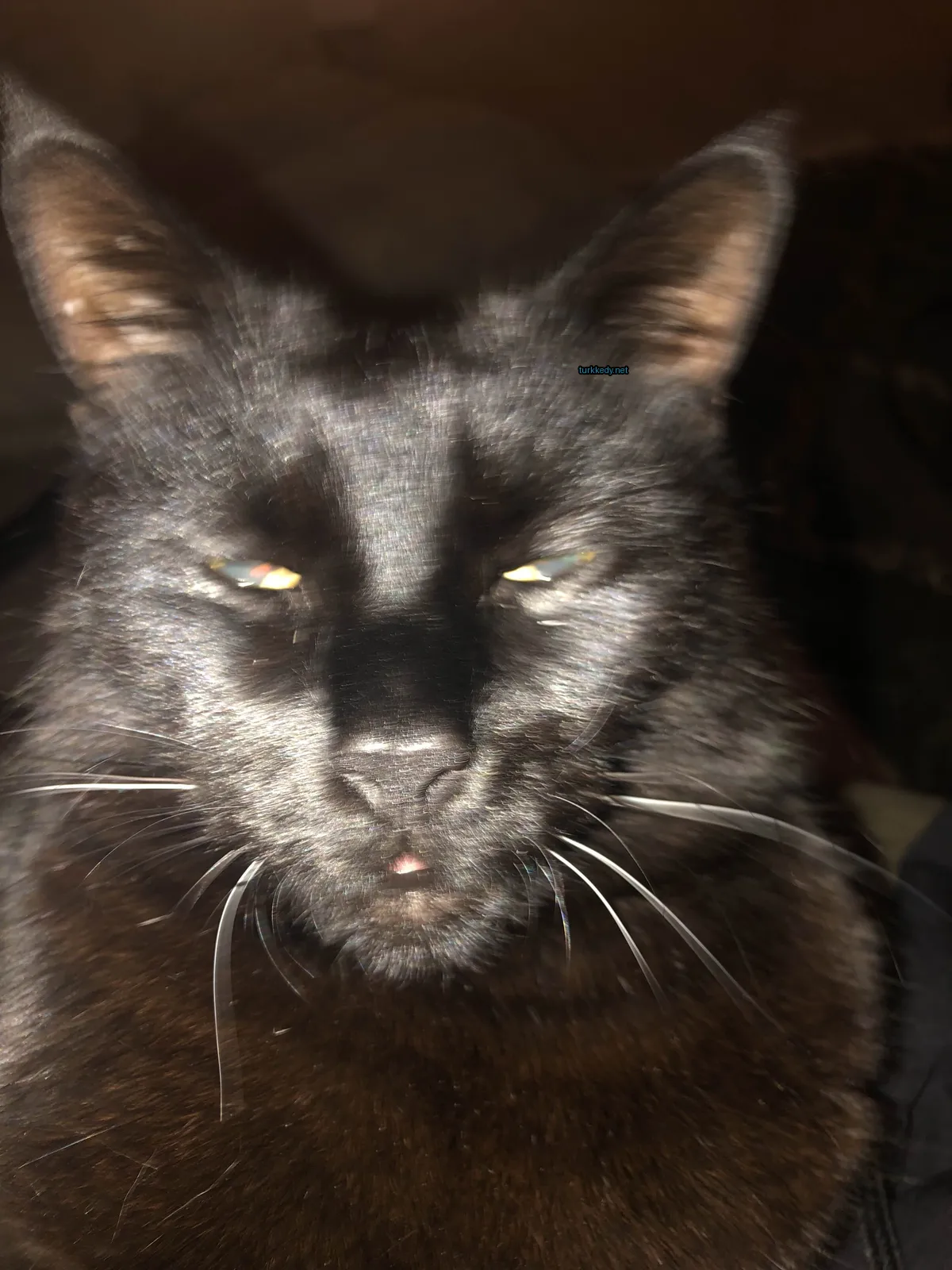 Kedi #3176