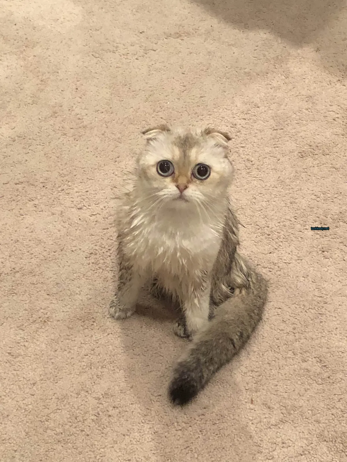 Kedi #3177