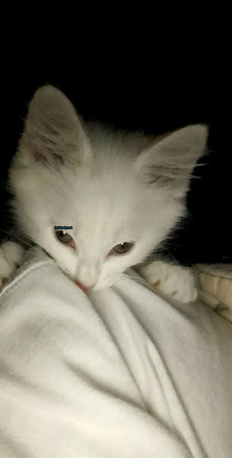 Kedi #3178