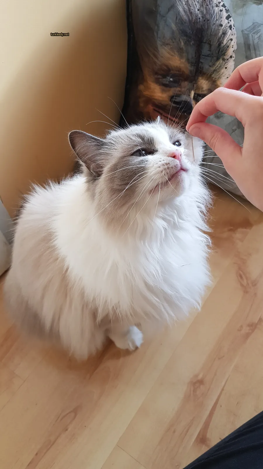 Kedi #3179