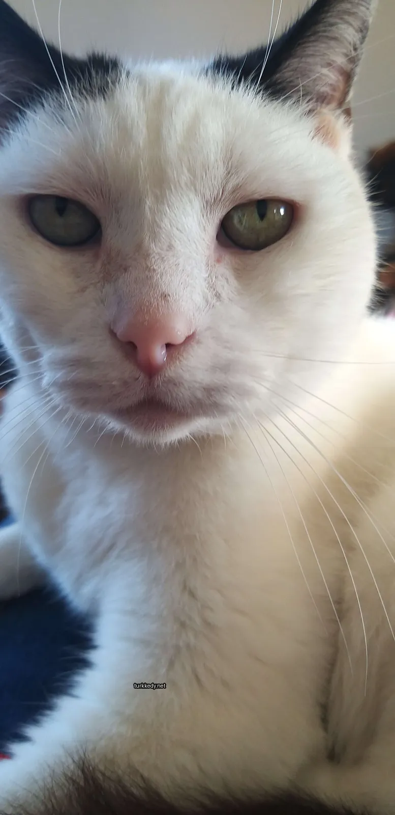 Kedi #3180