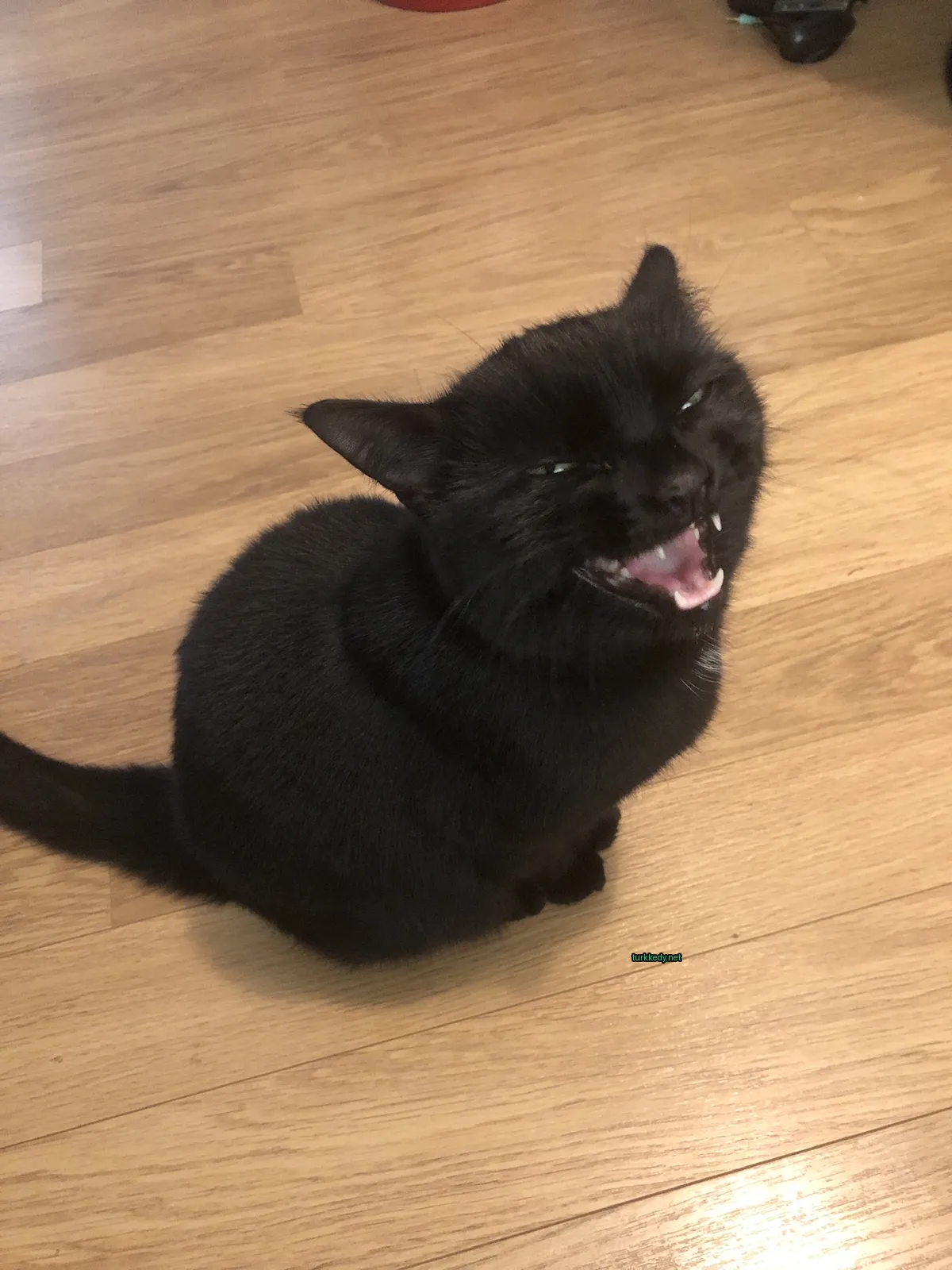 Kedi #3181