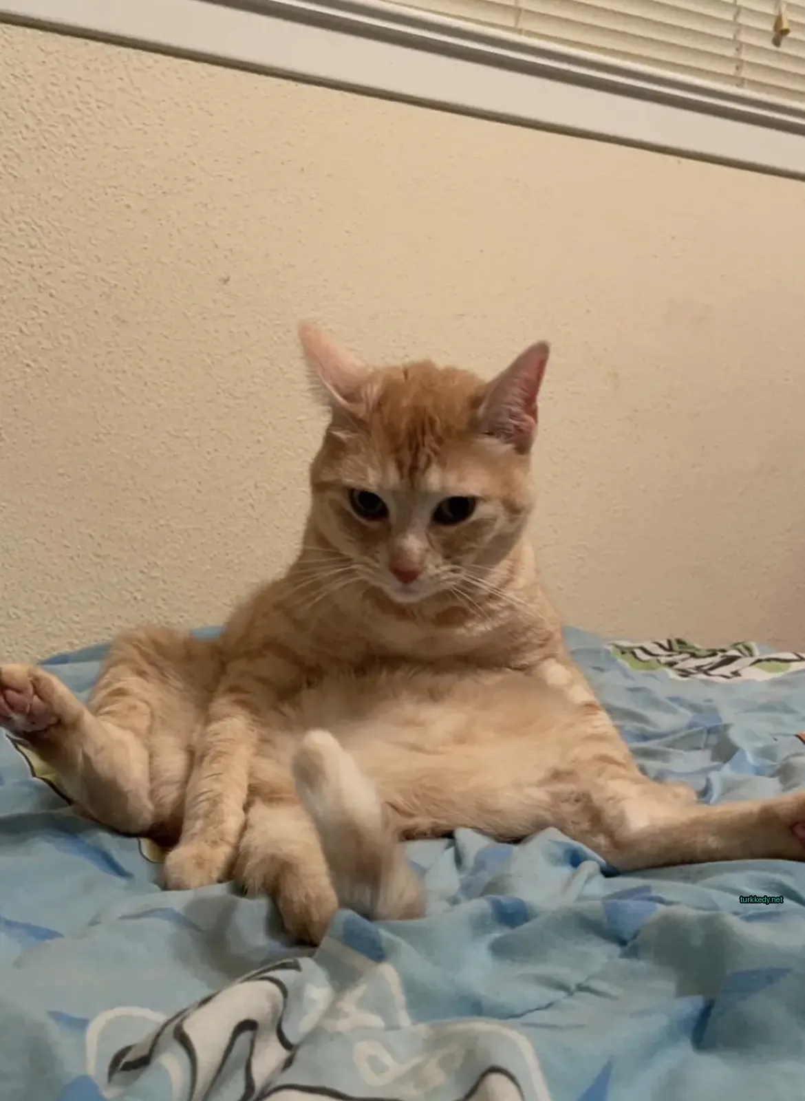 Kedi #3182