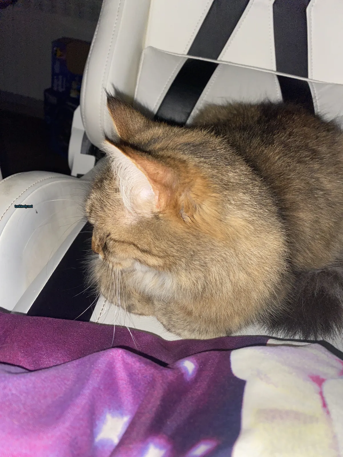 Kedi fotoğrafı #3183