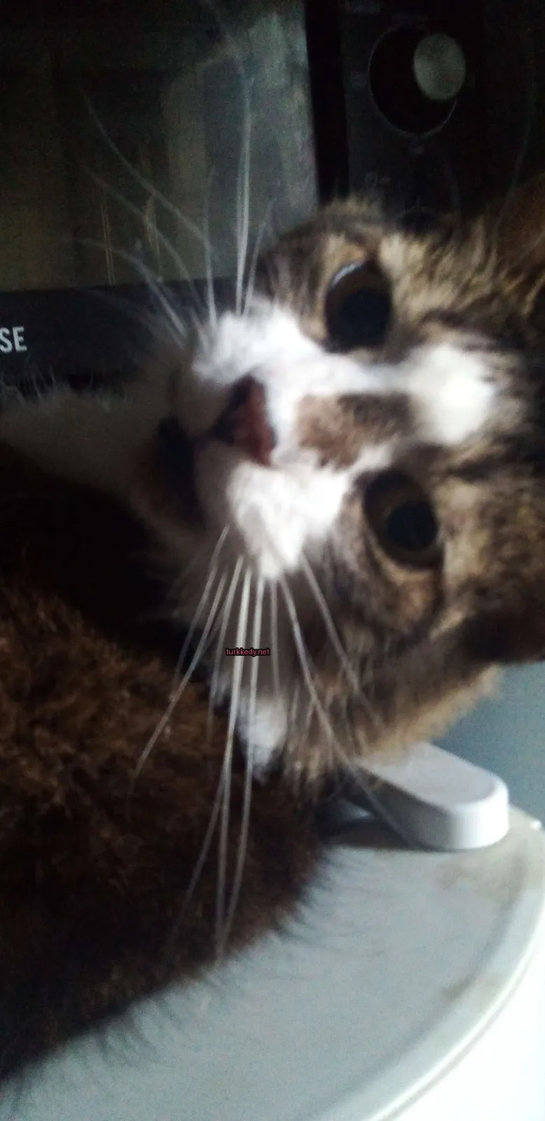 Kedi #3186