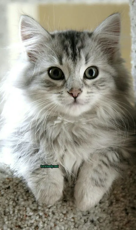 Kedi #3184