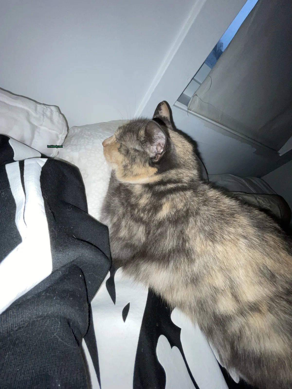 Kedi #3185