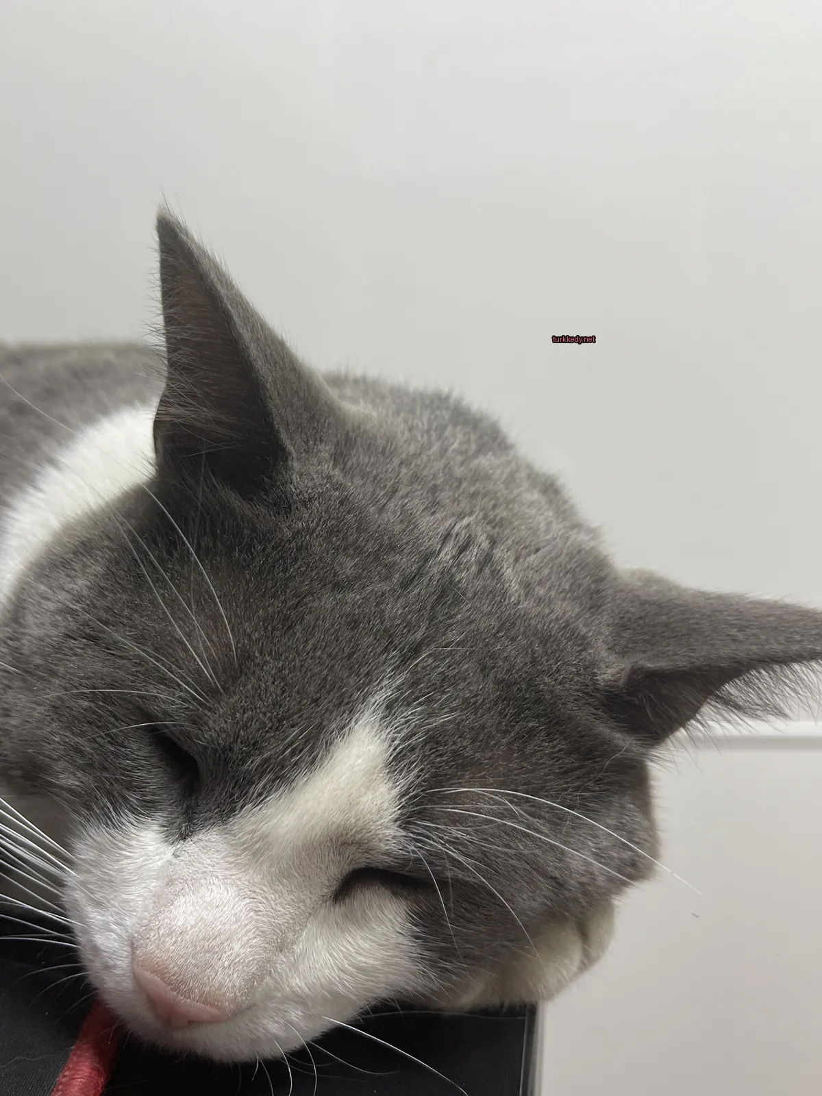 Kedi #3187