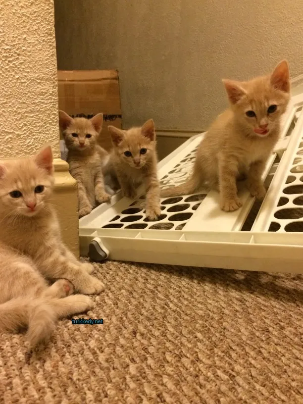 Kedi #3188