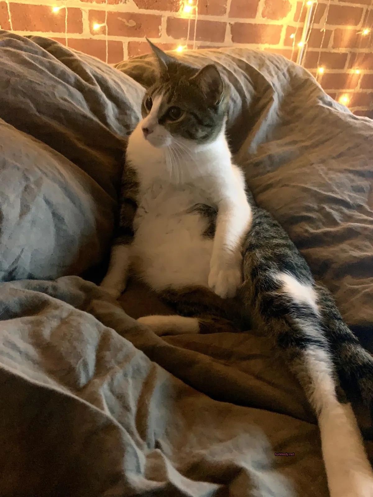 Kedi #3190