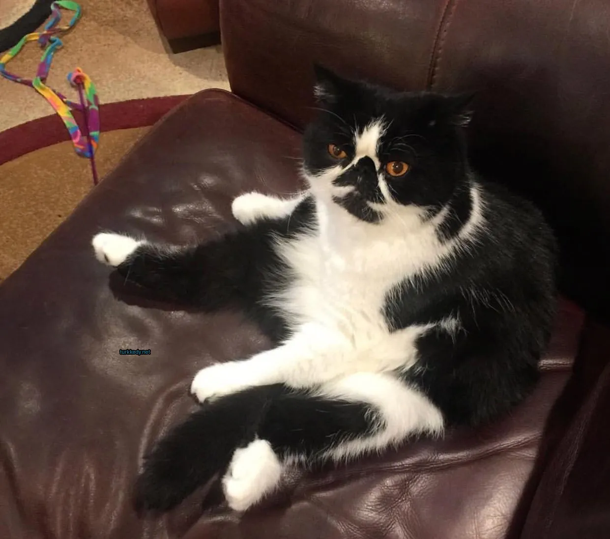 Kedi fotoğrafı #3192