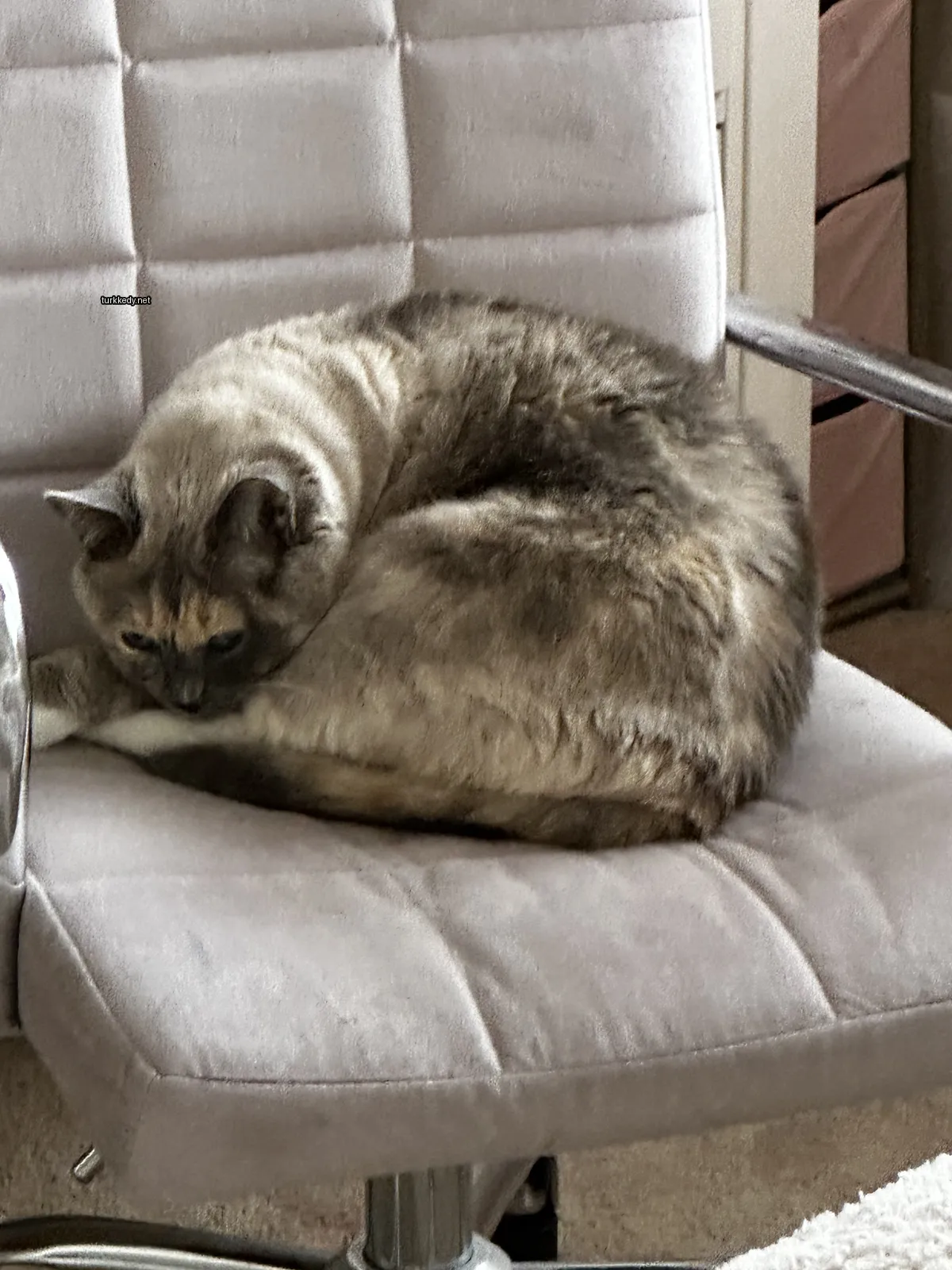 Kedi #3191