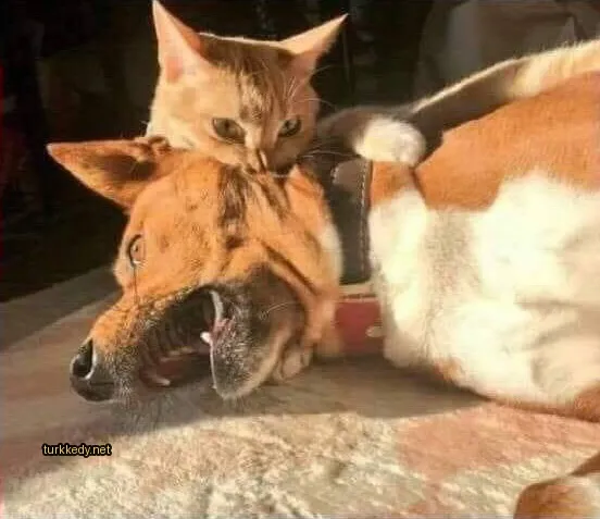Kedi #3193