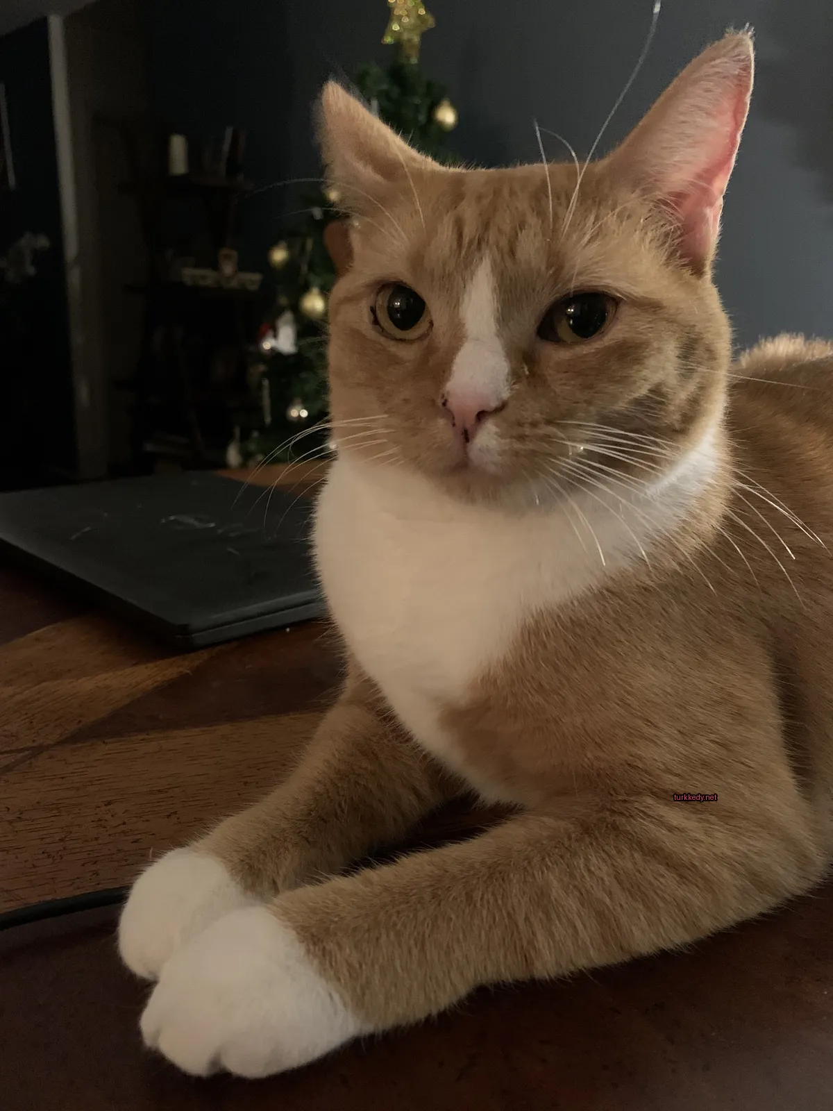 Kedi #3195