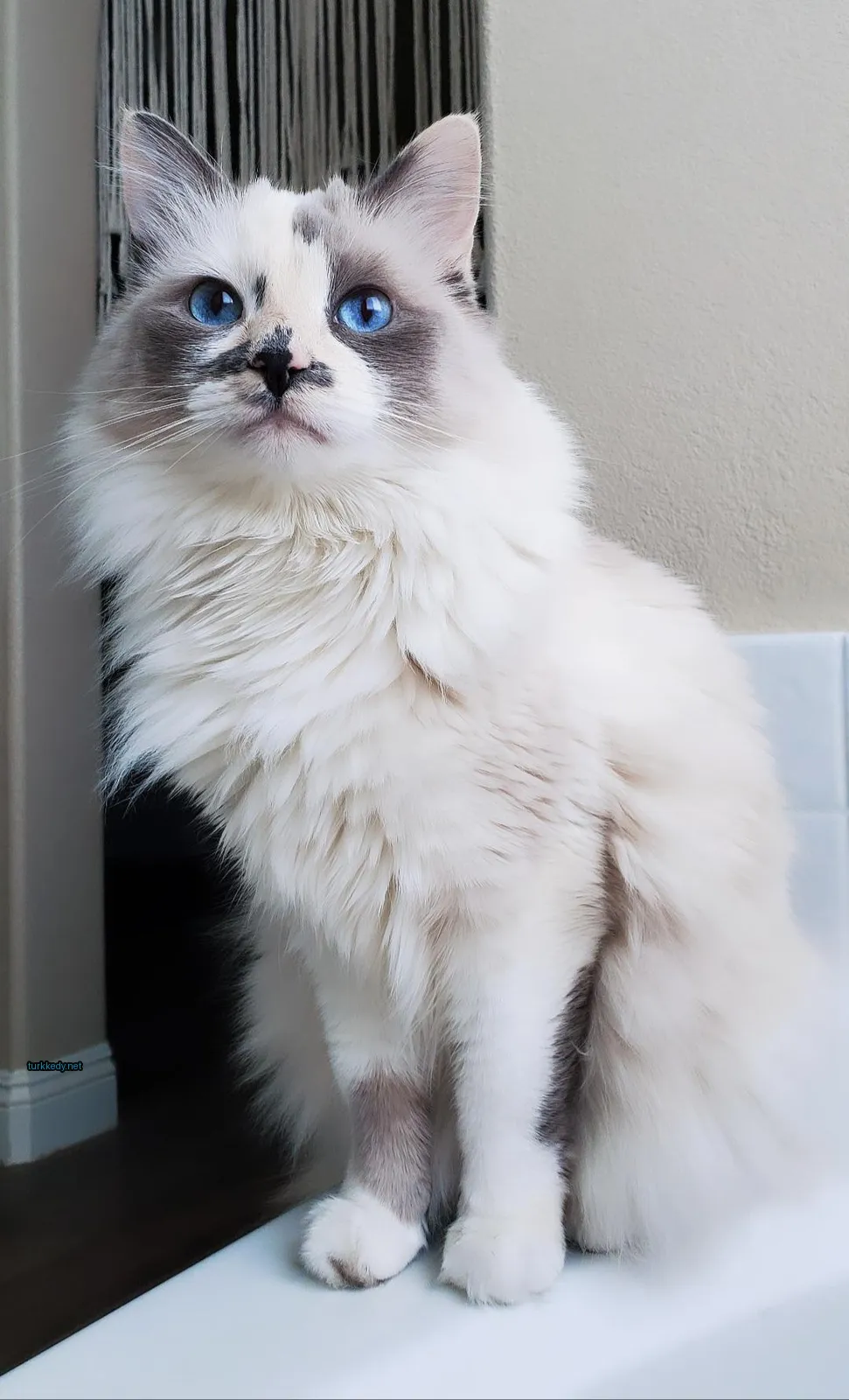Kedi #3197