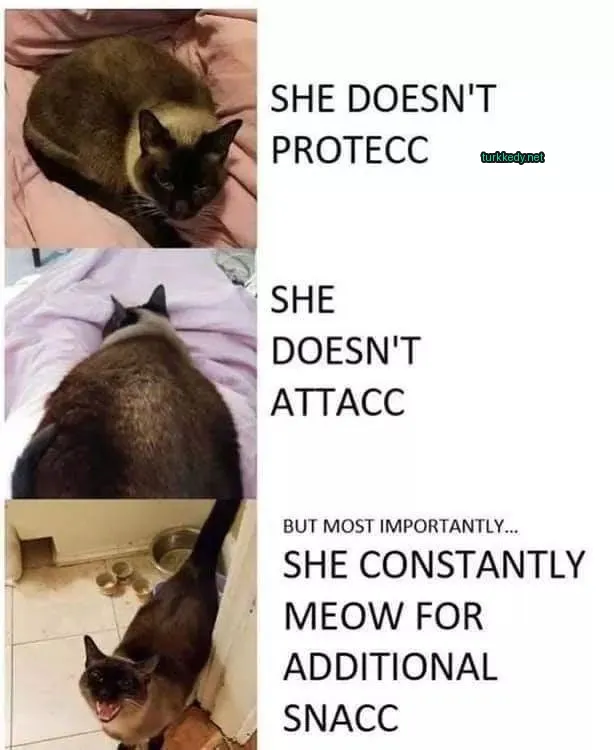 Kedi #3196
