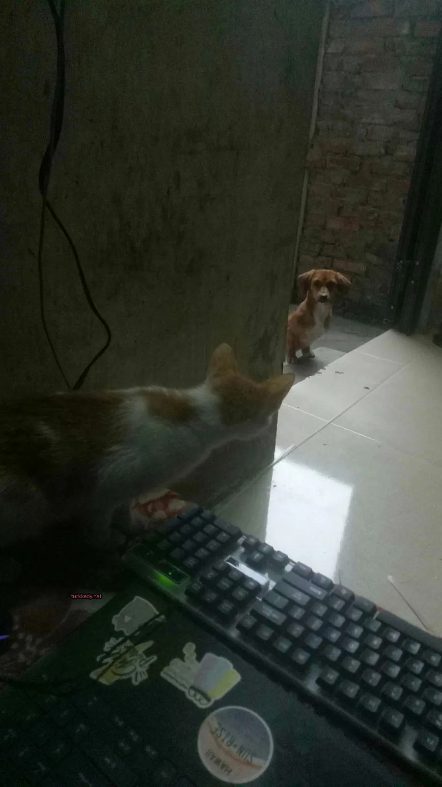 Kedi #3194