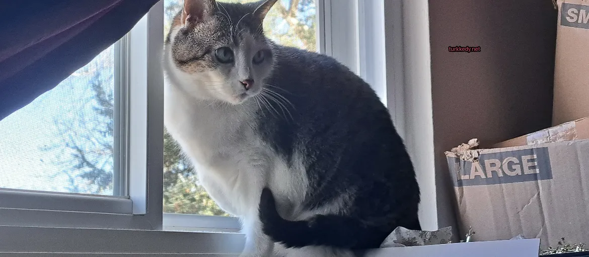 Kedi #3198