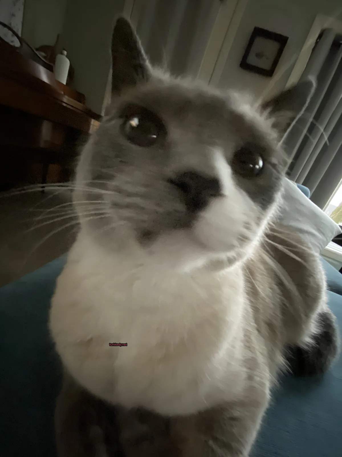 Kedi #3199