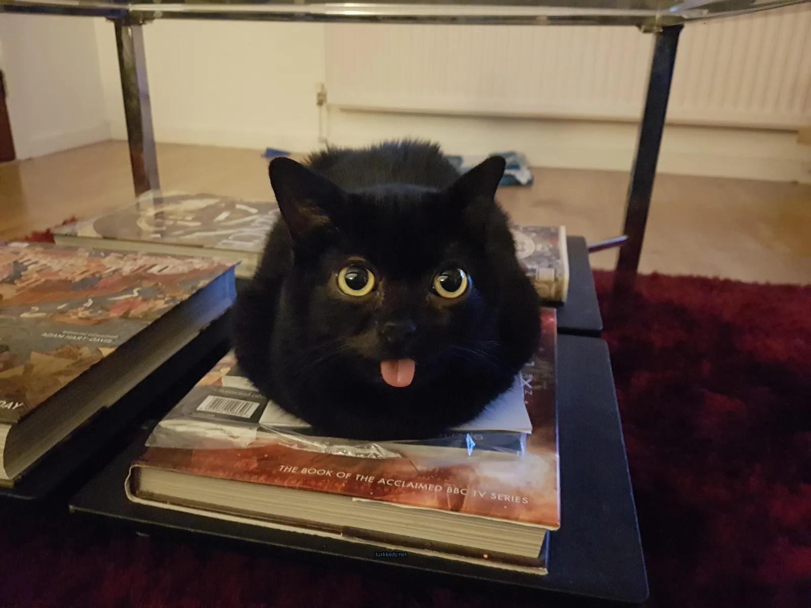 Kedi #3200
