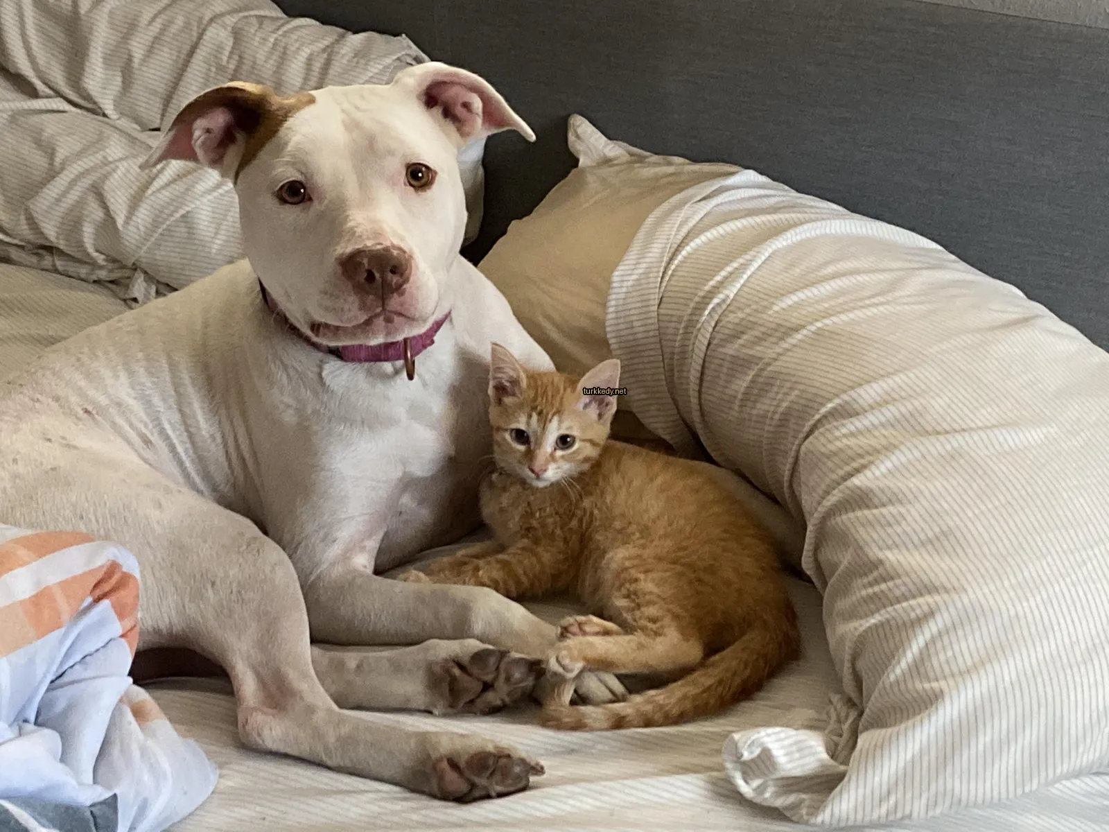 Kedi #3202