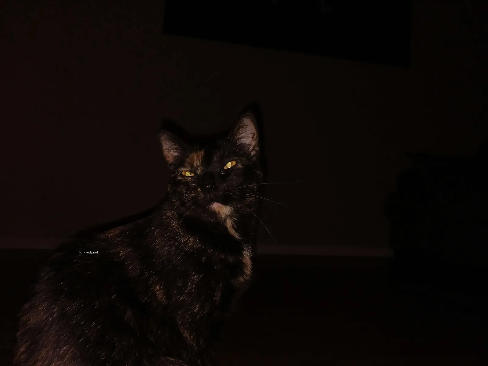 Kedi #3201