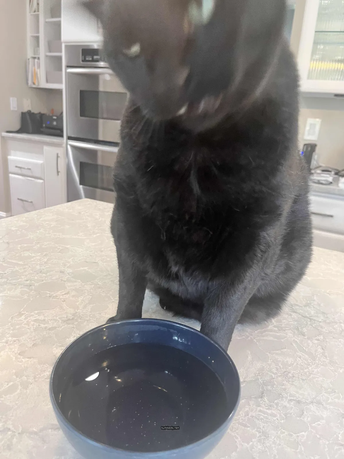 Kedi fotoğrafı #3203