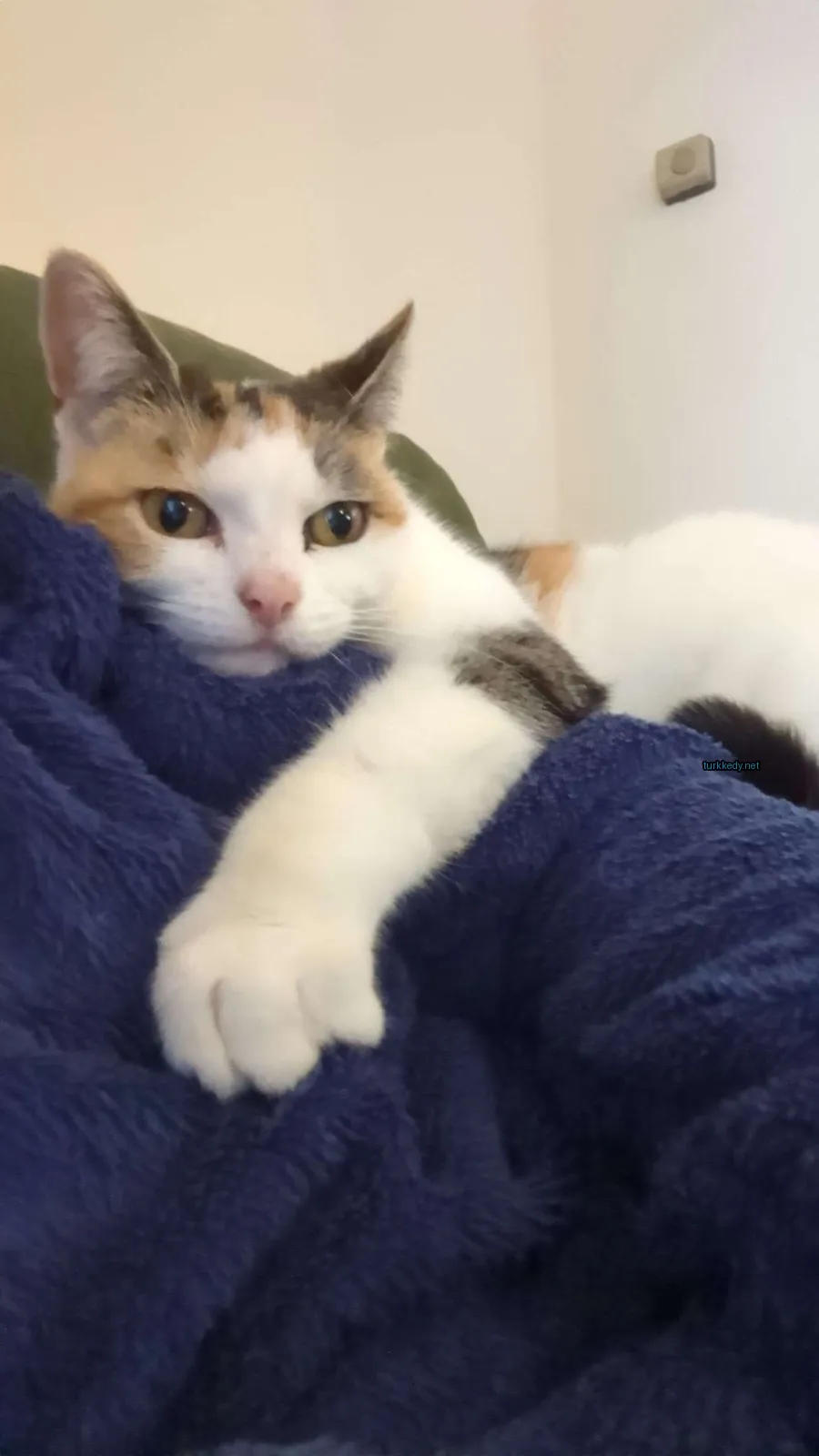 Kedi #3204
