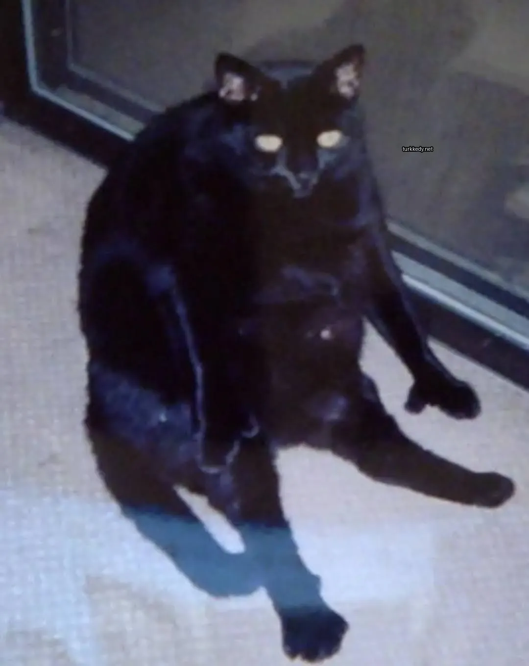 Kedi #3205
