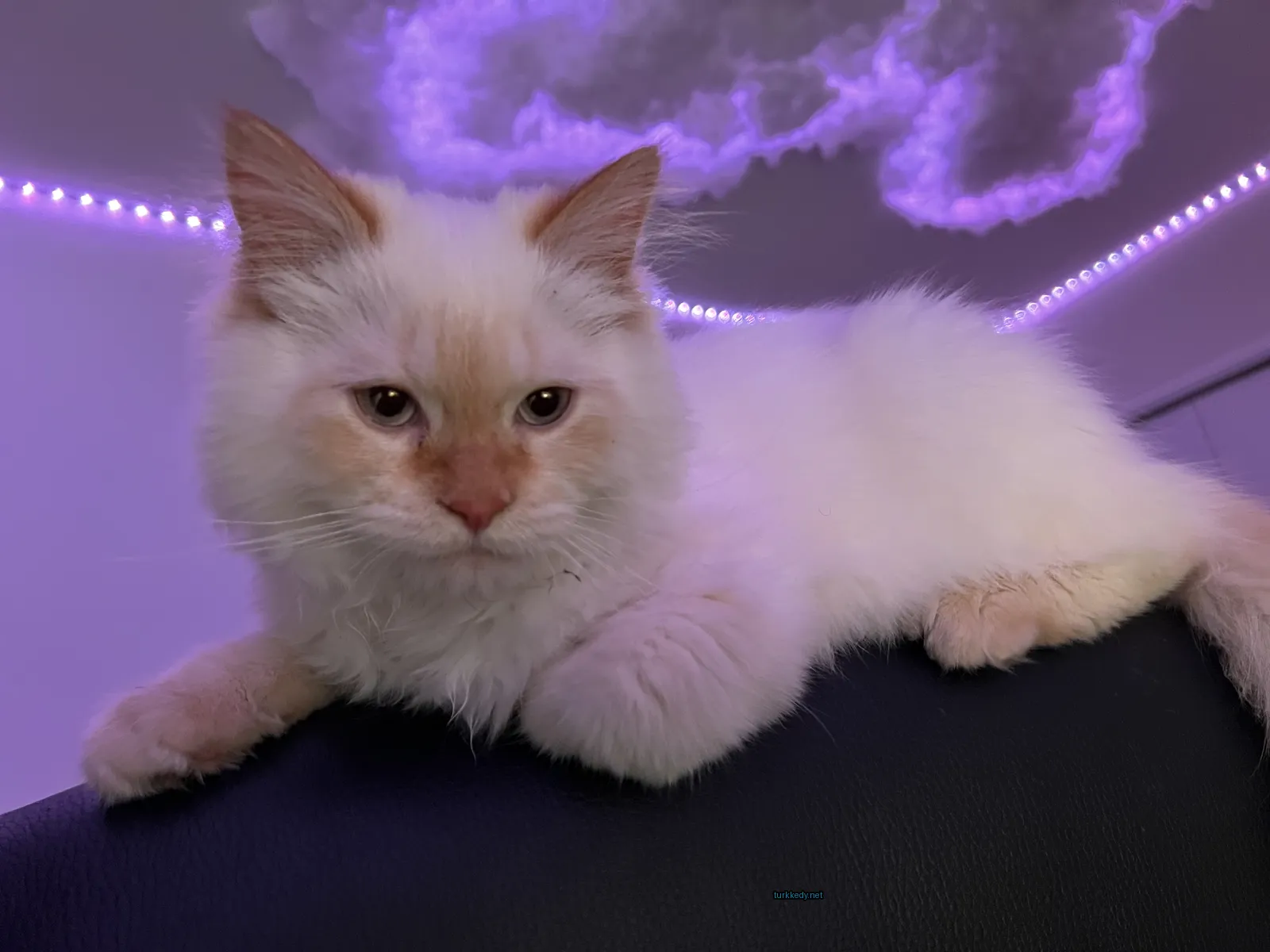 Kedi #3206